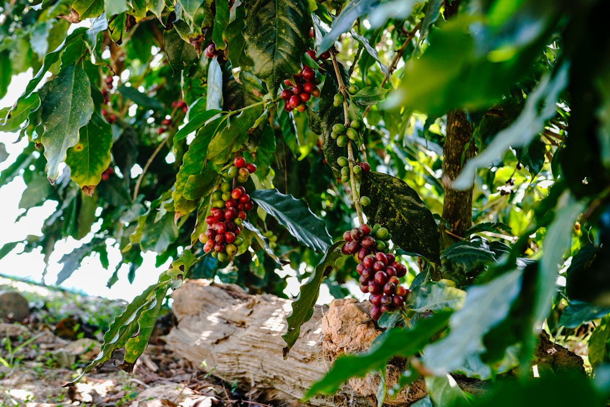 Cherry kopi merah matang di pohon