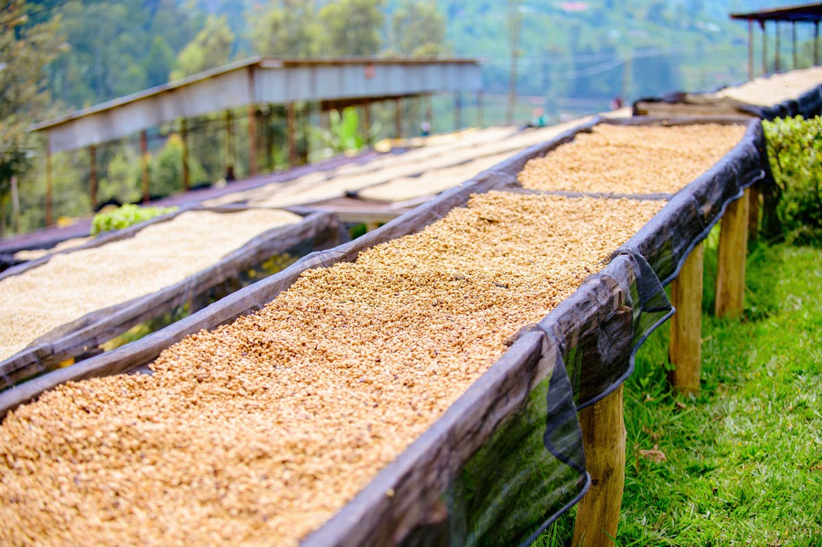Kopi dijemur di drying bed