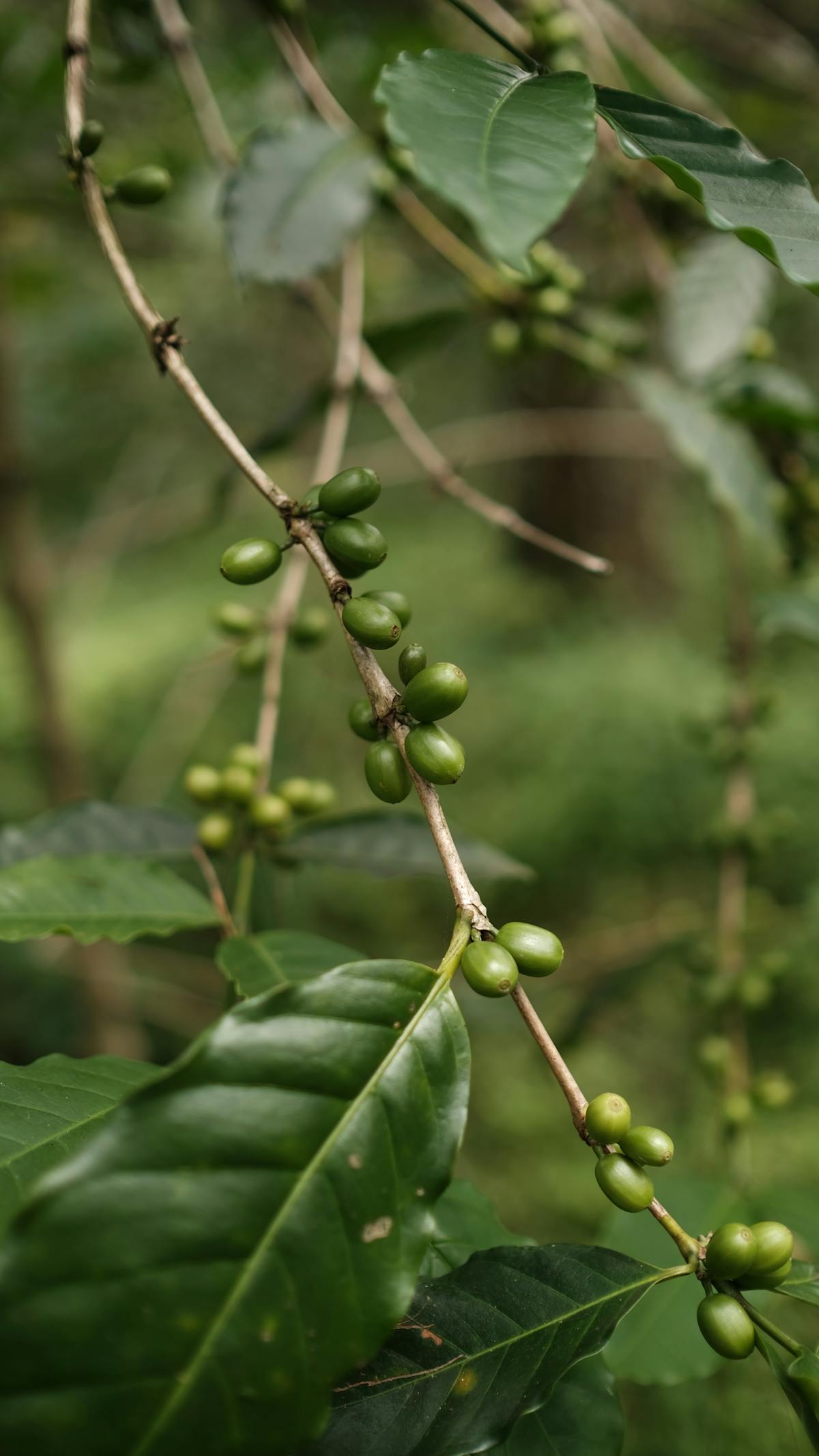 Biji kopi hijau di cabang tanaman