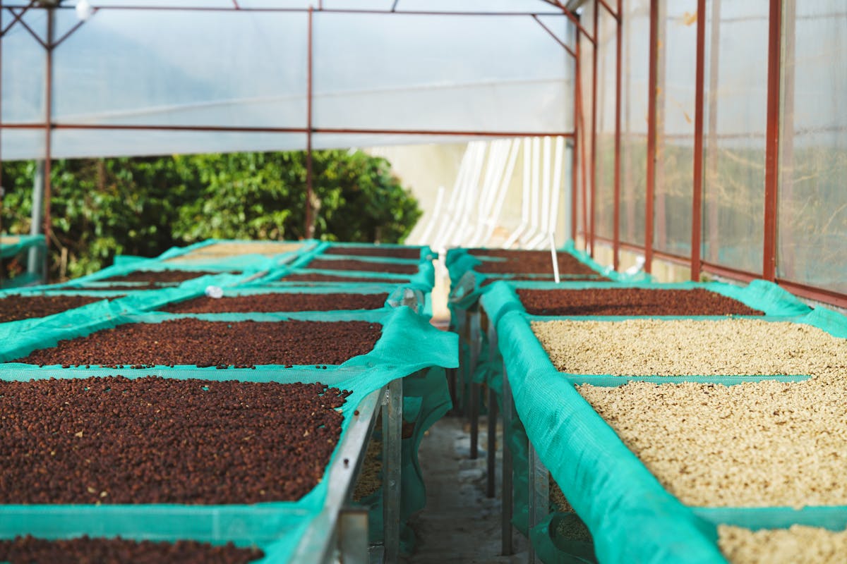 Proses pengeringan kopi di greenhouse